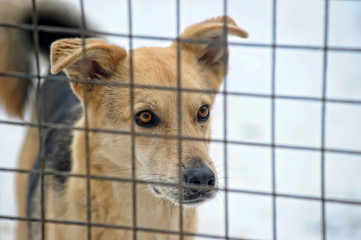 stray dogs in a cage