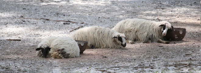 Three sheep in a corral
