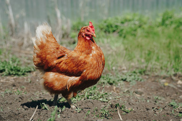Brown domestic chicken in the summer outdoors close-up