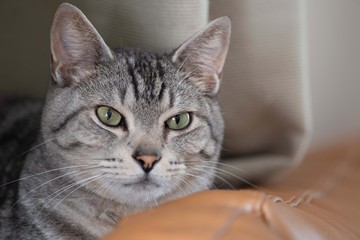 カワイイ猫ちゃん　サバトラ猫