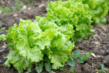 Salade du jardin