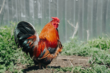 Brown domestic chicken in the summer outdoors close-up