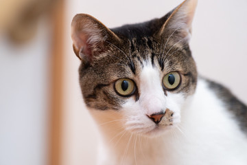 見つめるネコ　キジトラ猫　キジトラ白
