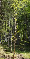 Naklejka premium Frühlingswald-Impressionen