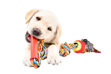 Funny Labrador puppy chewing a toy for dogs isolated on white background