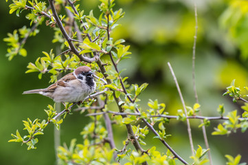 Spatz, Sperling