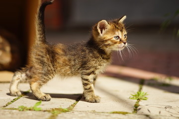 Fototapeta na wymiar Dark tabby kitten on first walk in sunny street