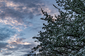 Pear tree in bloom against an evening sky 