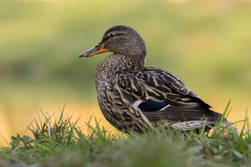 Cute female mallard resting near a pond in a forest.