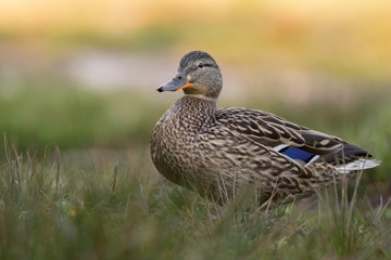 Cute female mallard resting near a pond in a forest.