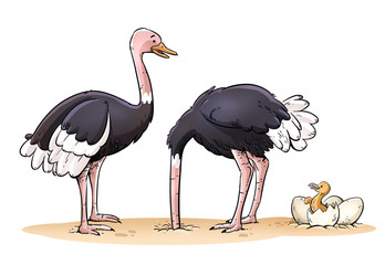 Funny family of ostriches isolated