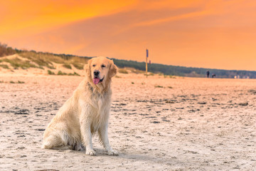 White Golden Retriever on a Baltic Sea Beach At Sunset