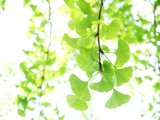 Fototapeta na wymiar 新緑のイチョウの葉 