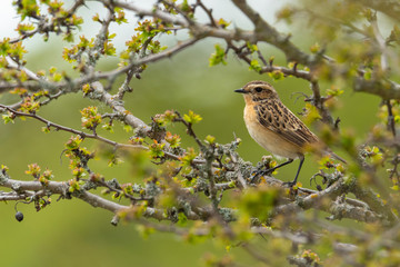 Female Whinchat (Saxicola rubetra) small songbird with orange breast and white stripe on its head. Cute songbird sitting in a bush with soft green background wildlife scene nature Czech Republic