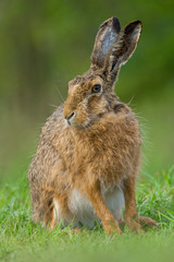European hare (Lepus europaeus) is an adorable furry mammal living in the fields. Detailed portrait of a wild cute hare sleeping and resting in grass with soft green background. Czech Republic