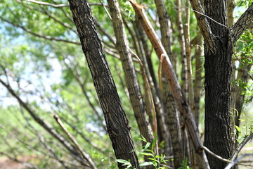 tree, nature, green, branch, spring, forest, plant, leaf, wood, summer, leaves, natural, b, trees, branches, beautiful forest, background