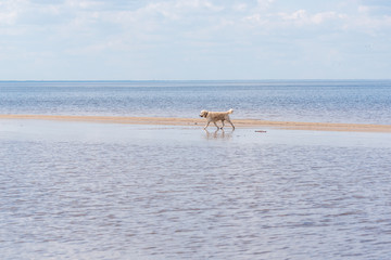 White Golden Retriever on a Baltic Sea Beach on a Sunny Day
