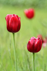 Czerwone tulipany na zielonym tle