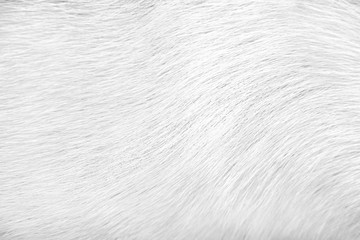 Dog fur texture animal skin white grey background