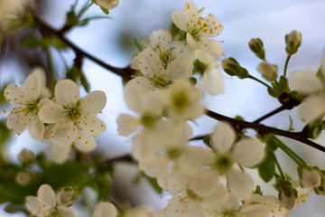 apple tree flowers