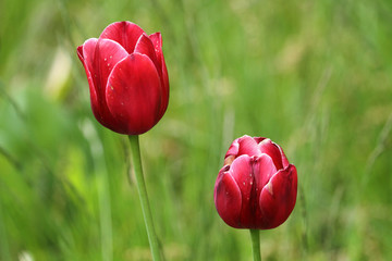 Czerwone tulipany na zielonym tle