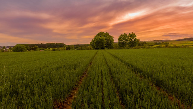 Coucher de soleil sur une prairie verte arbre nature