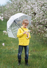 portrait of a boy in a flowery apple orchard
