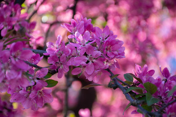 branch of blooming pink flowers on a blurred bokeh background