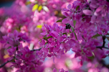 Naklejka premium branch of blooming pink flowers on a blurred bokeh background