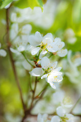 A wonderful white flowers of cherry blossoms.