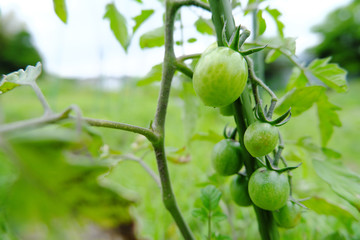 元気に成長する緑色のトマト