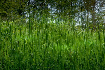 Fresh Green Grass In Spring