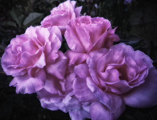 Plano detalle hermosas Rosas Rosas © CJ
