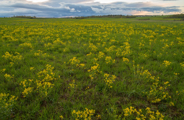 Green field with yellow rocket (Barbaréa vulgáris)  on spring day 