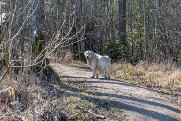 White Golden Retriever in a Forest in Spring