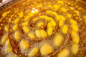 Yellow silkworm cocoons in weave bamboo threshing basket