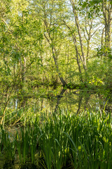 Obraz premium Forest Lake On Bornholm Island