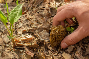 A man picks a morel in the forest. The man found an early forest mushroom in the dry leaves.