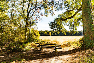 a bench located near a golden meadow