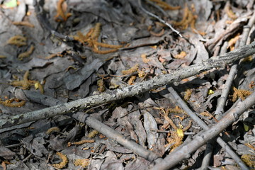 blooming flower, blooming garden, blooming forest, blooming trees, spring, flowers, background,