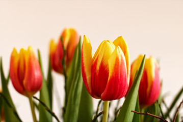 red and yellow tulips