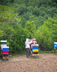 the beekeeper arranges the hives with the bees