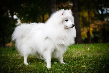White Japanese Pomeranian walks in the Park