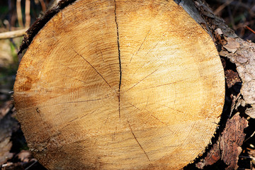Closeup of cut tree trunk with details of annual ring on the surface in pine tree forest.