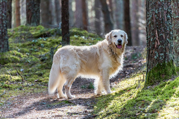 White Golden Retriever in a Forest in Spring
