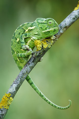 Green chameleon on a branch