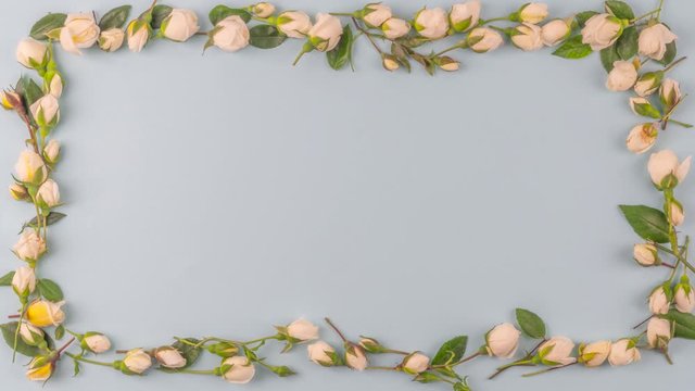 4k resolution. Small white roses and leaves moving in loop-able stop motion to a rectangular frame with pastel blue background and copy space