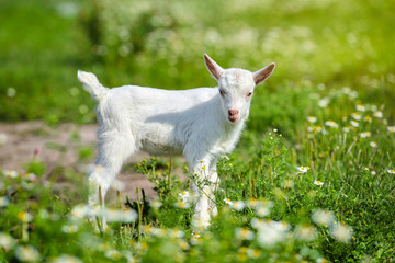 White little goat standing on green grass with daisy flowers on a sunny day