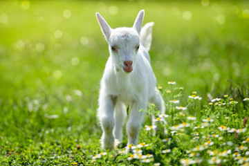 Naklejka na ściany i meble White little goat standing on green grass with daisy flowers on a sunny day