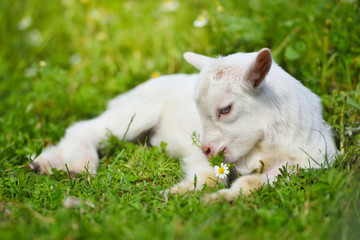 White little goat resting on green grass with daisy flowers on a sunny day